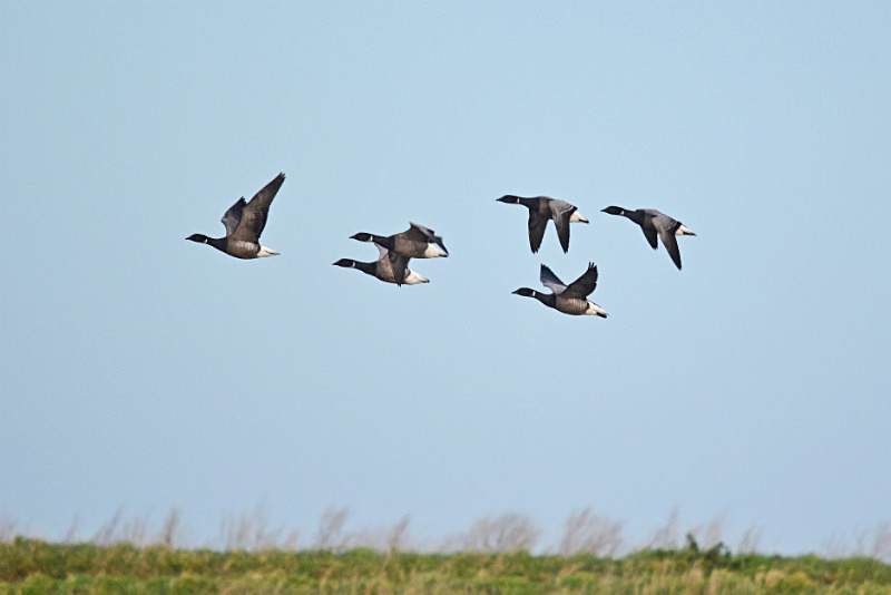 Dark-bellied Brent Geese - Black geese