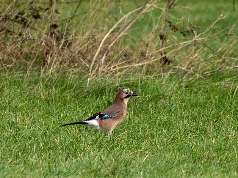 Jay - Crows