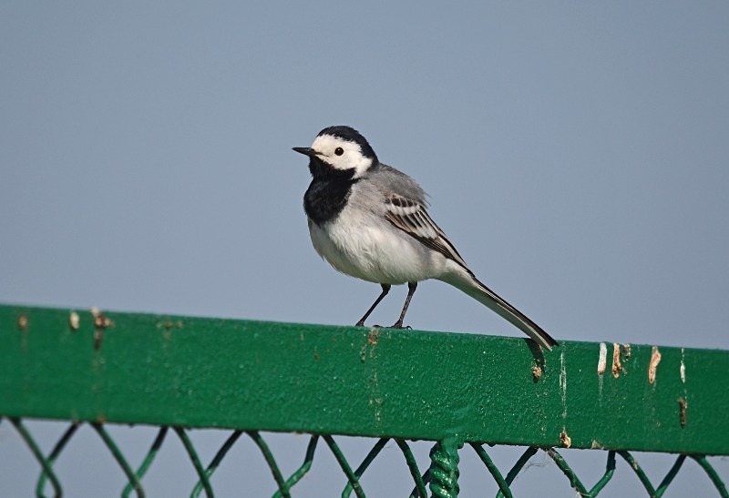 White Wagtail - North east Poland - May 2013