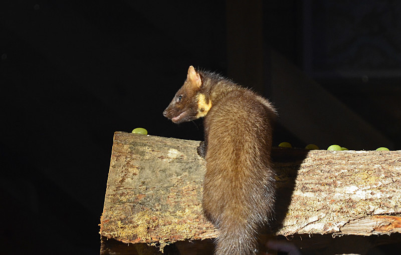 Pine Marten - Pine Martens