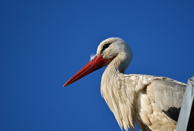 White Stork - North east Poland - May 2013