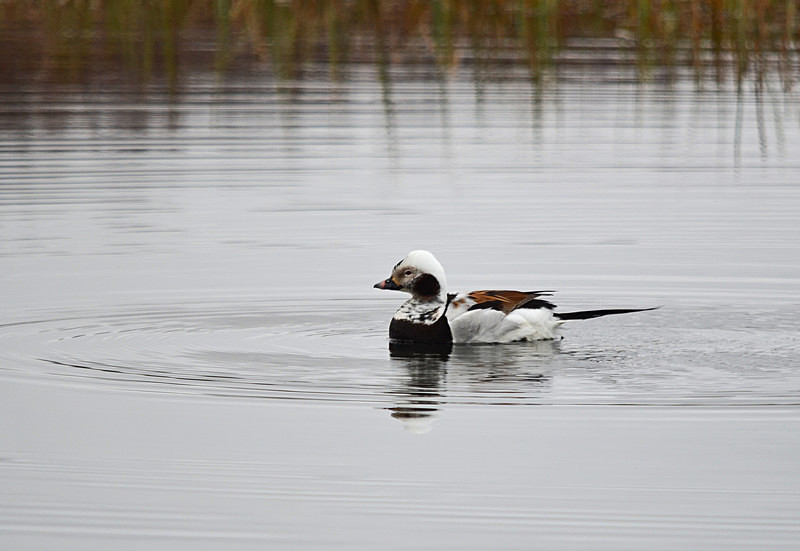 Long-tailed Duck - North east Iceland