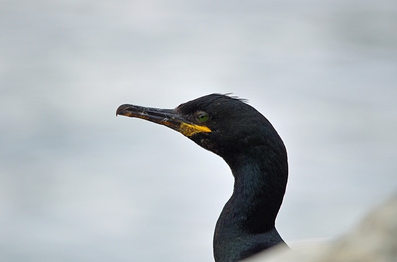 Shag - North Norway