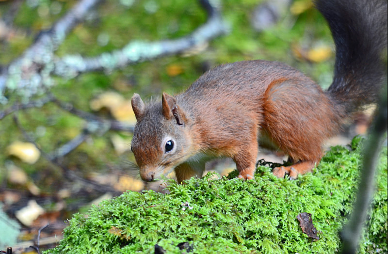 Red Squirrel - Red Squirrels