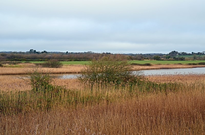 Wexford Wildfowl Nature Reserve, Co. Wexford, Ireland - Ireland - January and February 2020