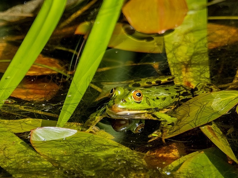 Edible Frog - Frogs and toads