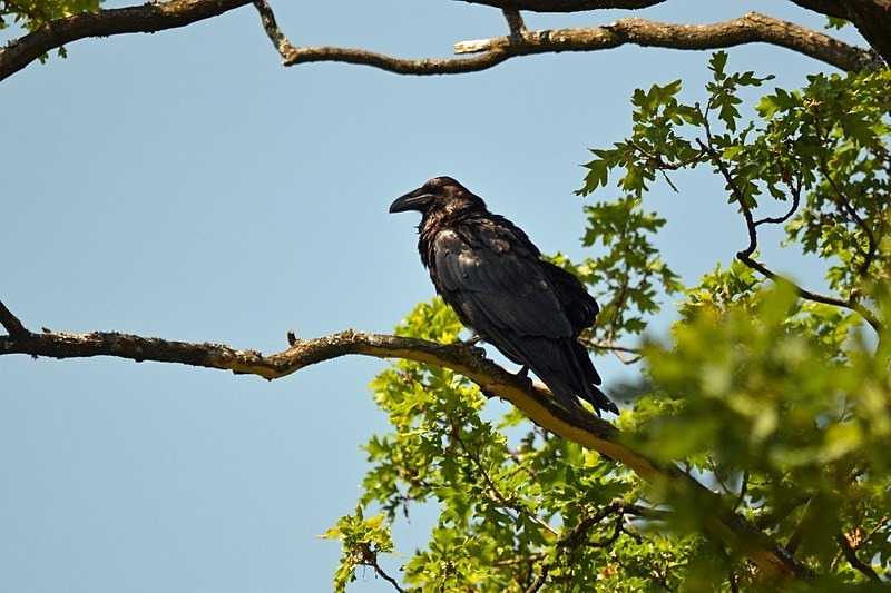 Raven - Romania