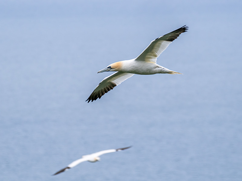 Gannet - Latest photos