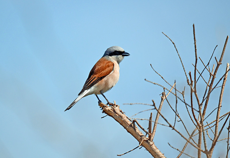Red-backed Shrike - Estonia