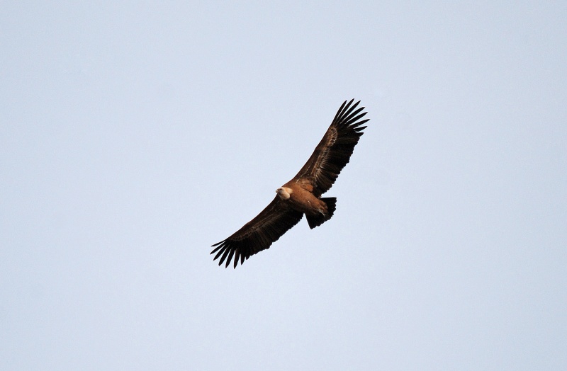 Griffon Vulture - Aragon