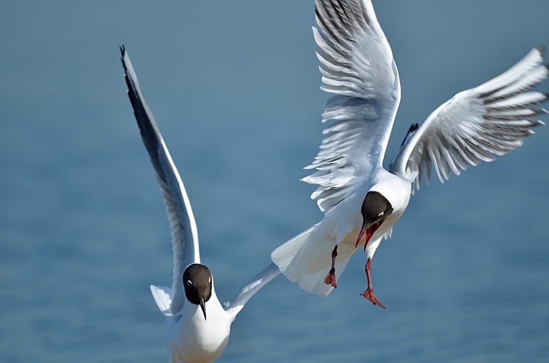 Black-headed Gulls - Gulls