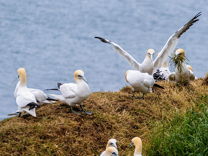 Gannets - Latest photos