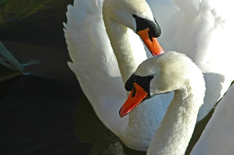 Mute Swan - Mute Swans