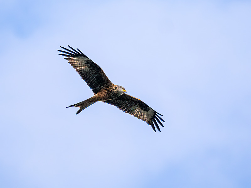 Red Kite - Latest photos