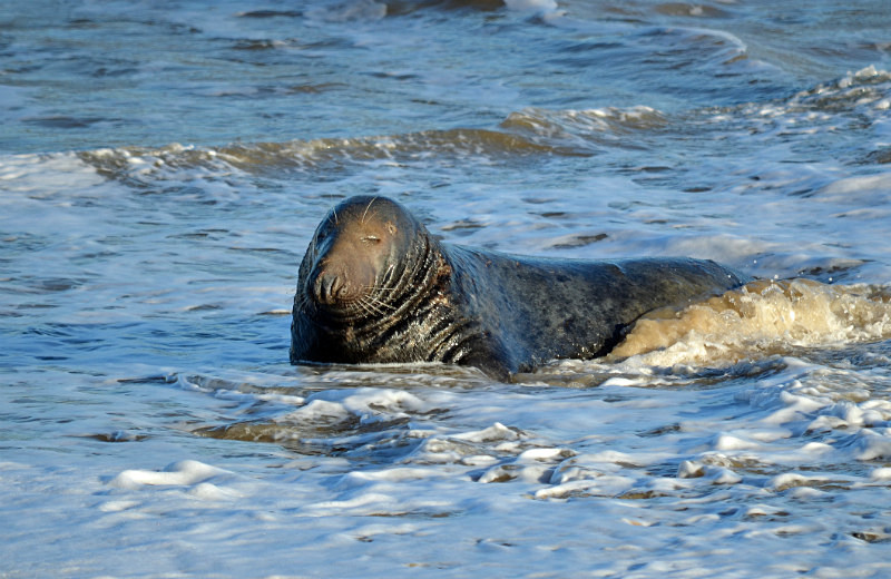 Atlantic Grey Seal - Atlantic Grey Seals