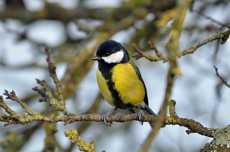 Great Tit - Tits