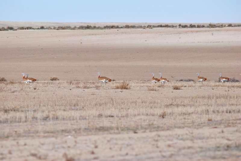 Great Bustards - Aragon