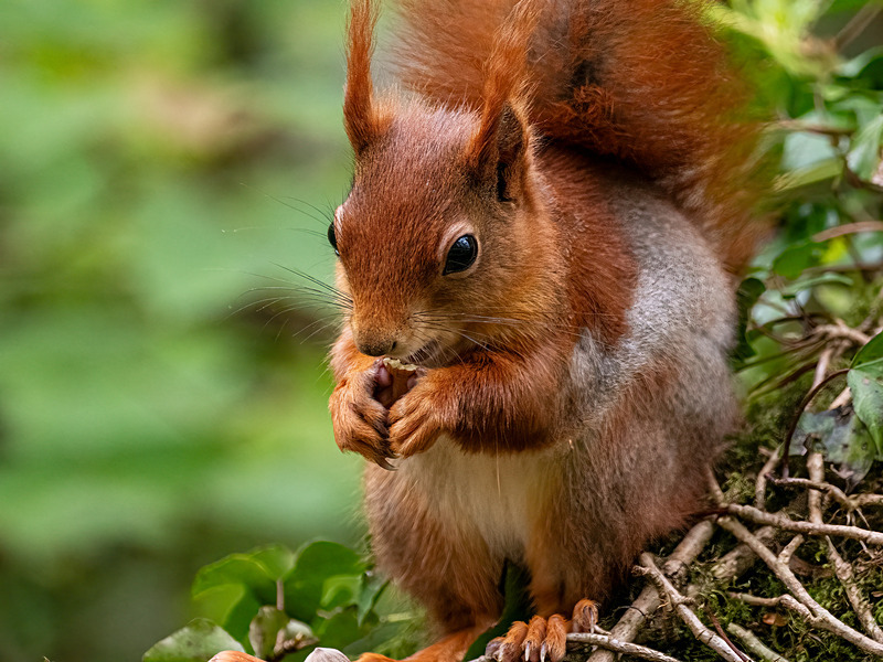 Red Squirrel - Latest photos