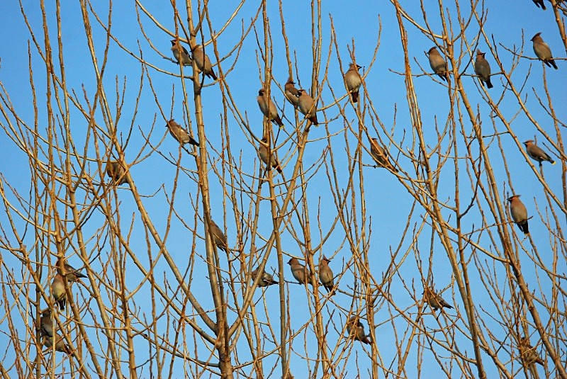 Waxwings - Waxwings
