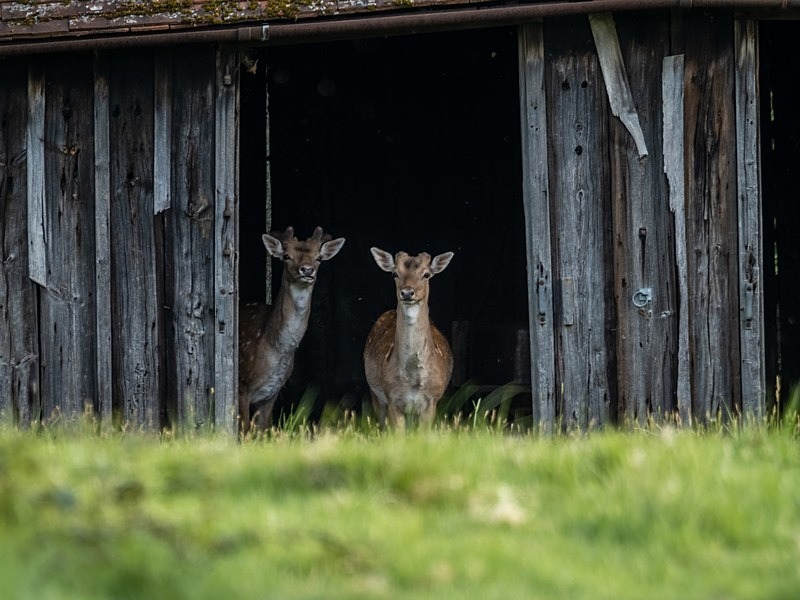 Fallow Deer - Fallow Deer