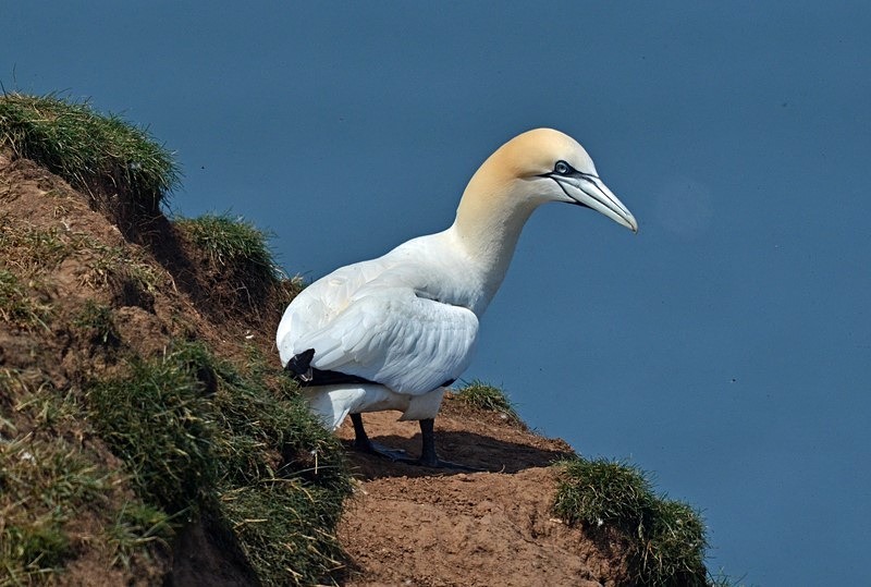 Gannet - Gannets