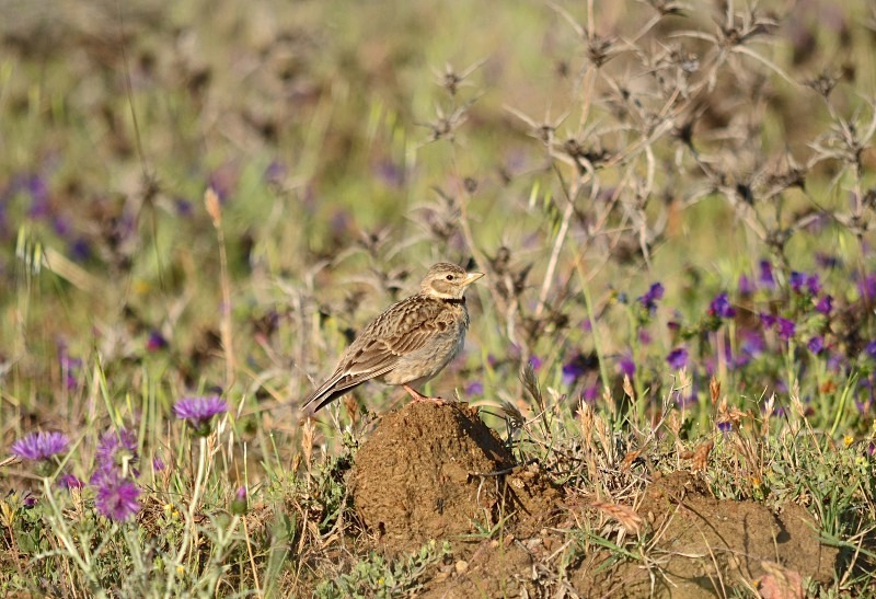 Calandra Lark - South and west Spain - April and May 2012