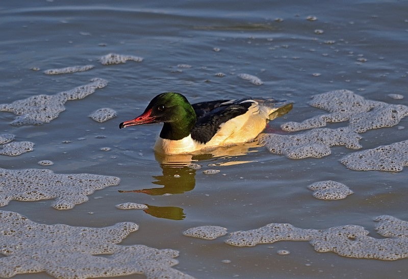 Goosander - Sawbills