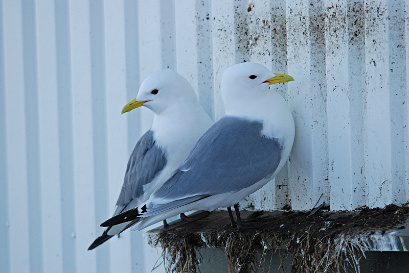 Kittiwakes - Norway