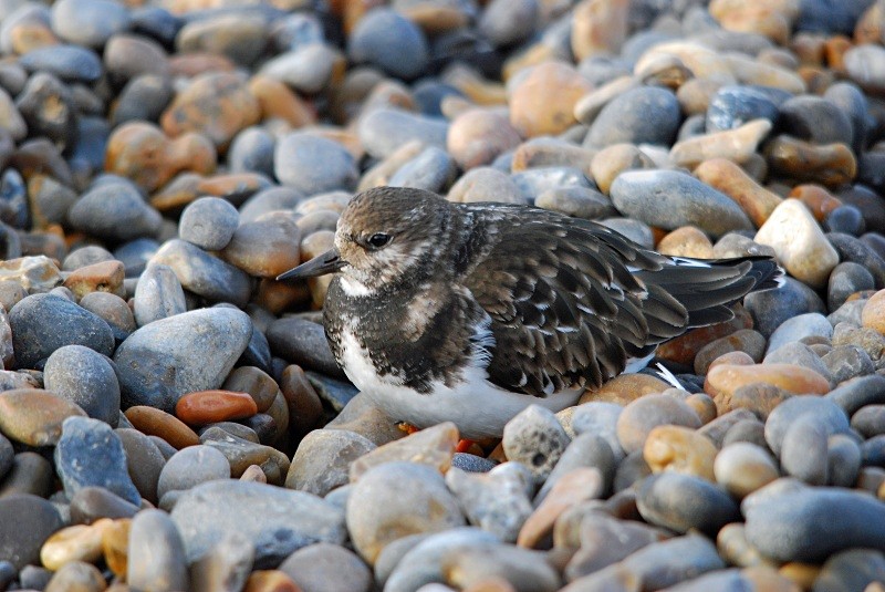 Turnstone - Sandpipers