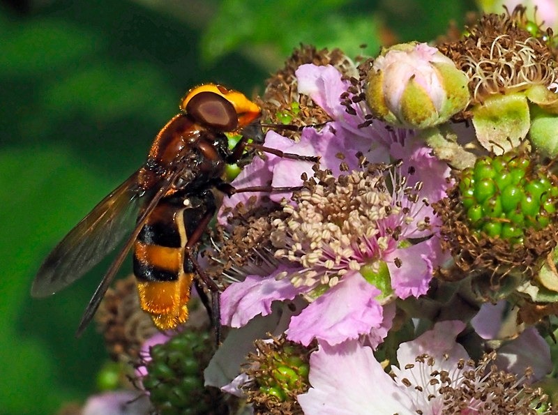 Hornet Mimic Hoverfly - Insects, beetles, spiders, etc.