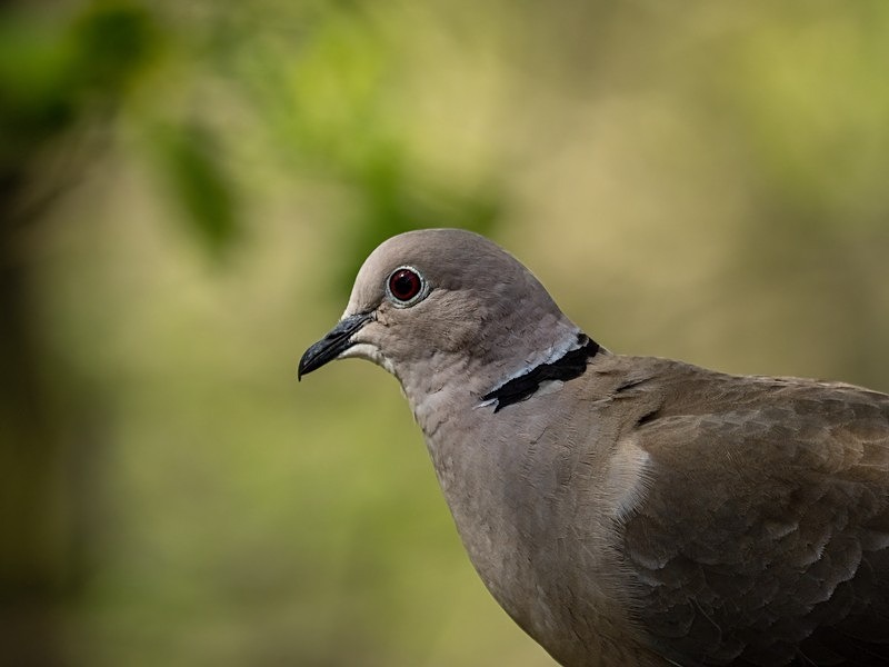 Collared Dove - Pigeons and doves