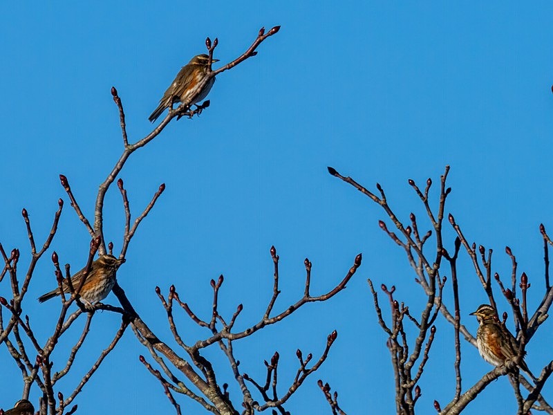 Redwings - Thrushes