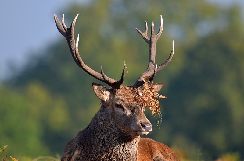 Red Deer - Red Deer