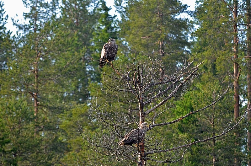 White-tailed Eagles - North Finland - part 2