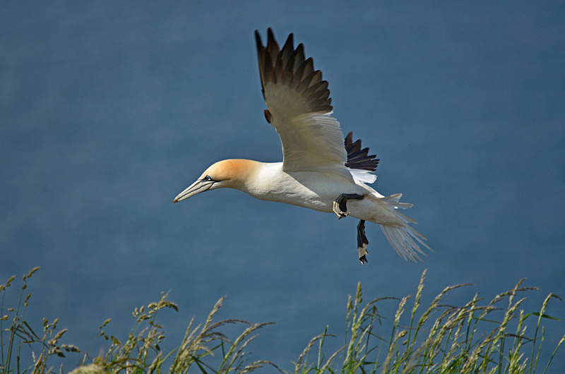 Gannet - Gannets
