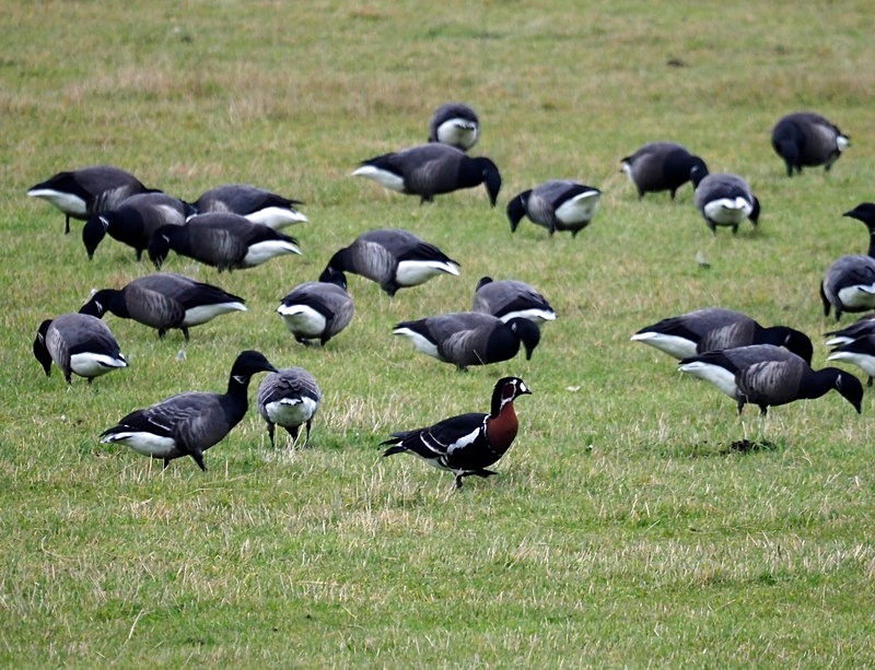 Red-breasted Goose - Black geese