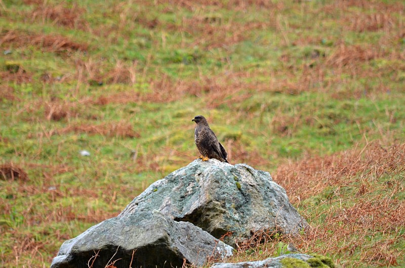 Common Buzzard - Birds of prey