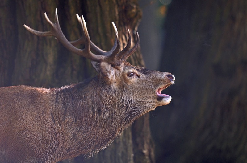 Red Deer - Red Deer