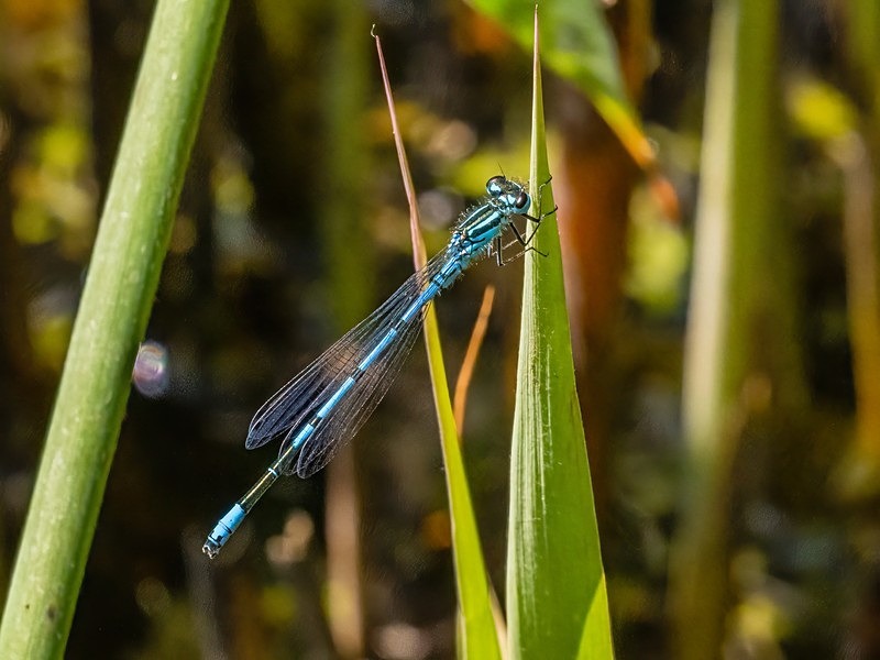 Azure Damselfly - Dragonflies and damselflies