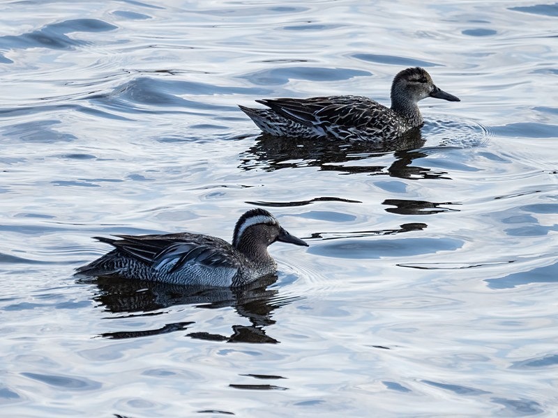 Garganeys - Dabbling ducks