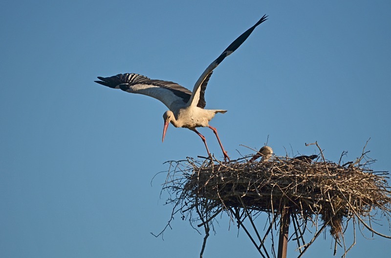 White Storks - North east Poland - May 2013