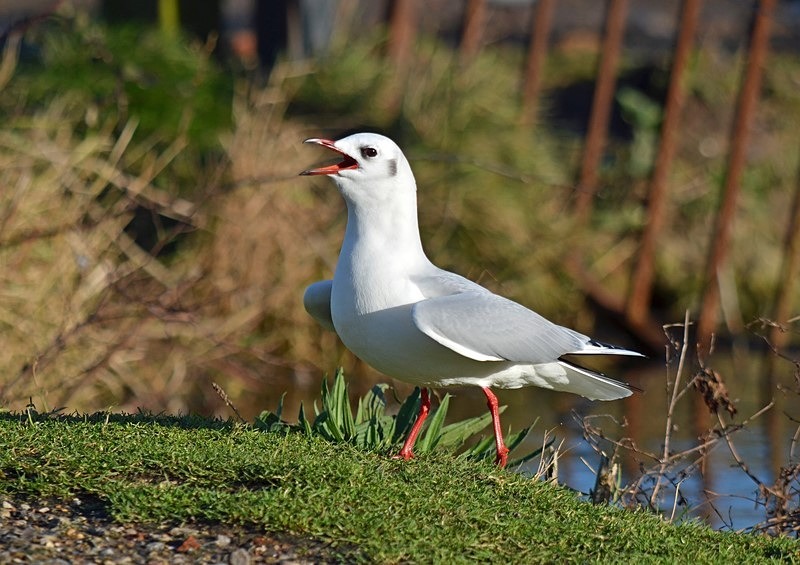 Black-headed Gull - Gulls