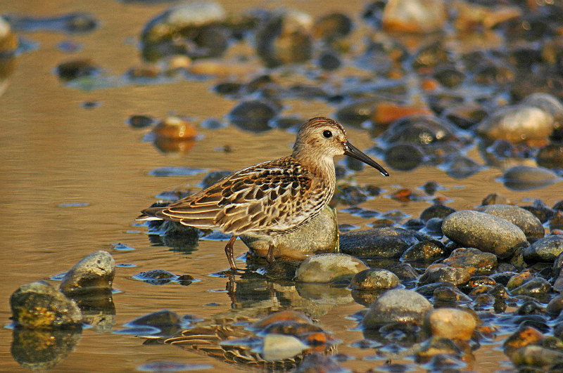 Dunlin - Sandpipers