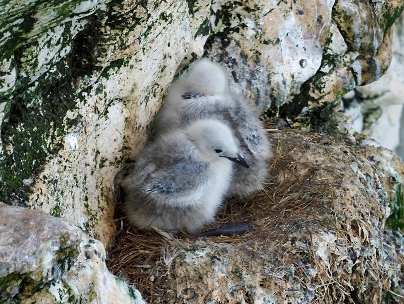 Kittiwakes - Gulls
