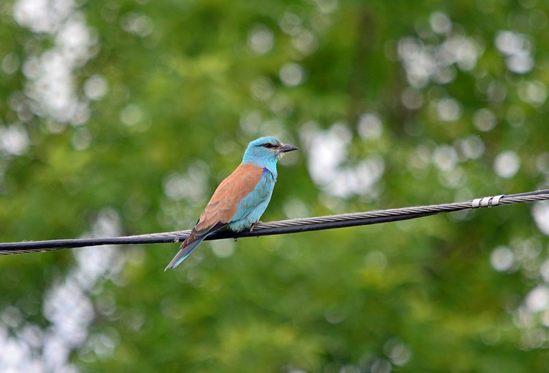 Roller - Hungary