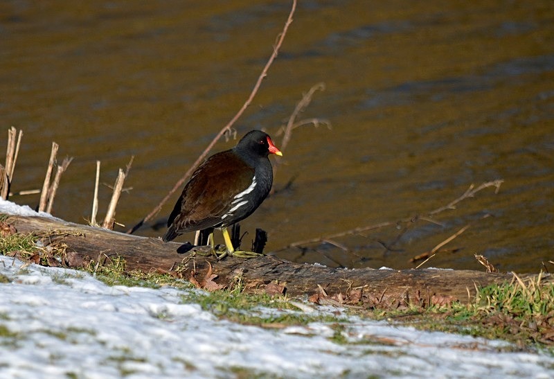 Moorhen - Crakes and rails