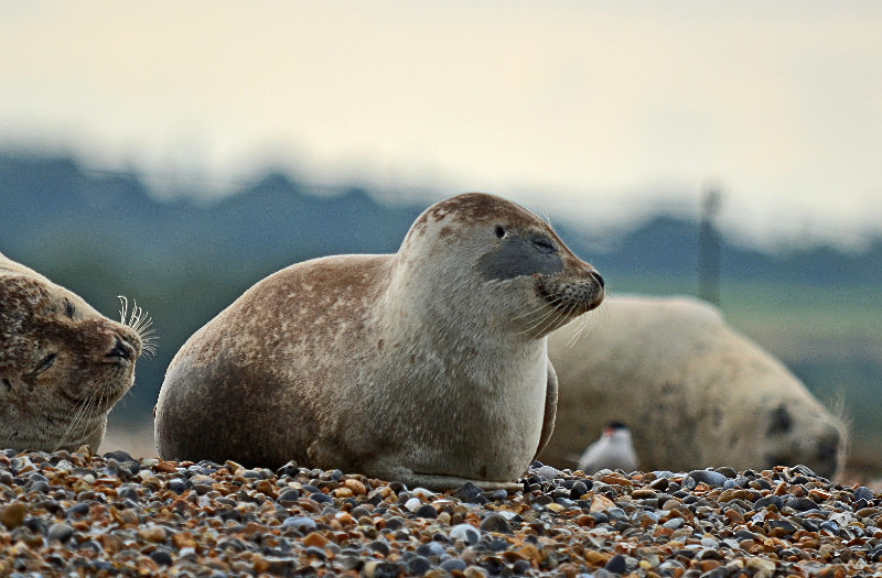 Common Seal