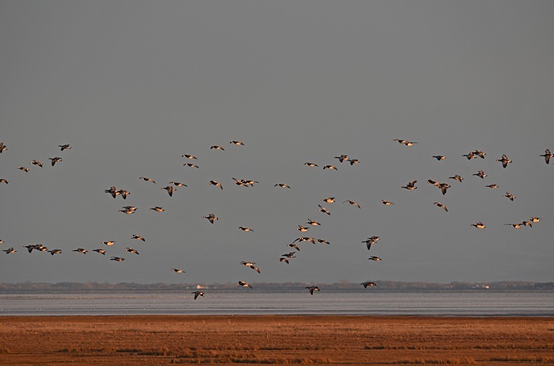 Barnacle Geese - Black geese
