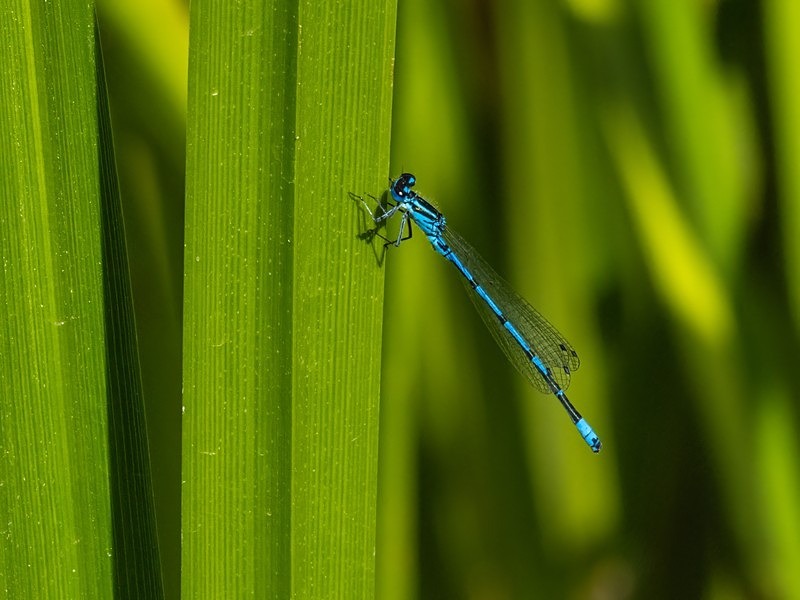 Azure Damselfly - Dragonflies and damselflies