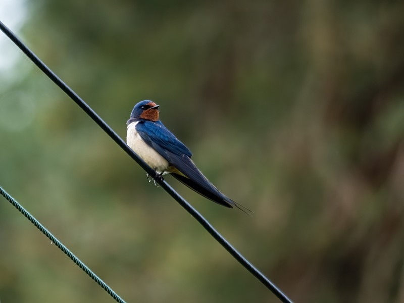 Swallow - Hirundines